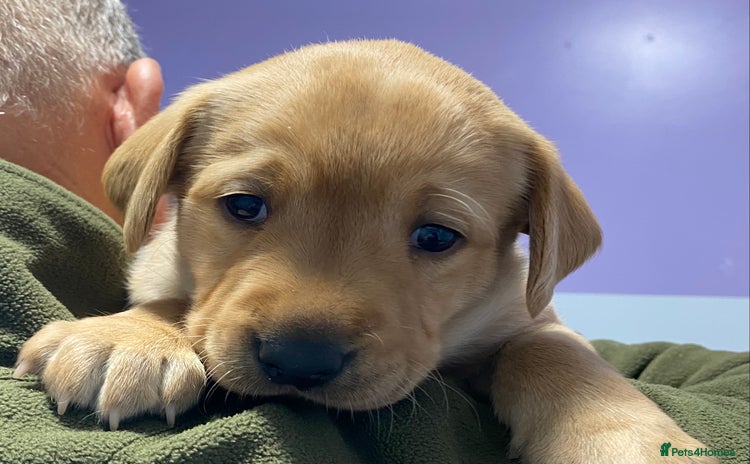 Labrador Retriever dogs - Advert 1