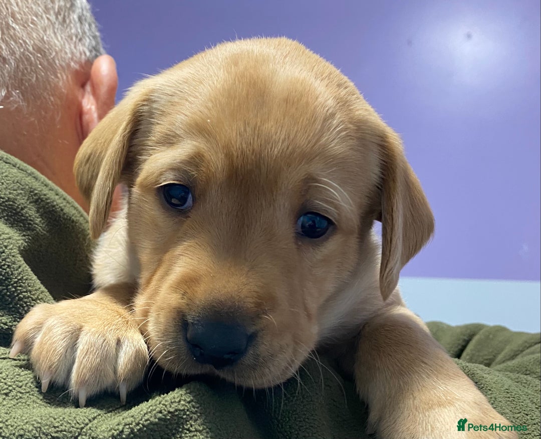 Labrador Retriever dogs for sale: Fabulous Labrador Puppies - Image 1