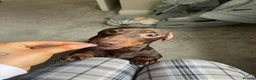 Miniature Dachshund dogs for sale: Miniature dachshund female - Advert 4