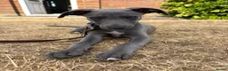 Whippet dogs for sale: Whippet puppy for rehoming  in Bournemouth - Advert 4