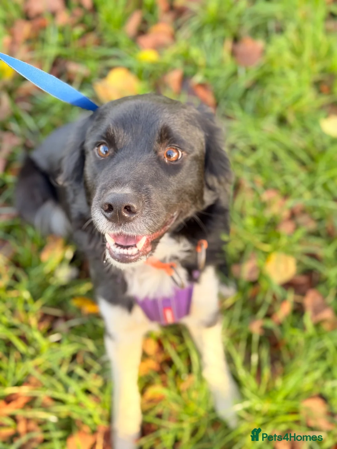 Border Collie dogs for sale: Female border collie £200 - Advert 2