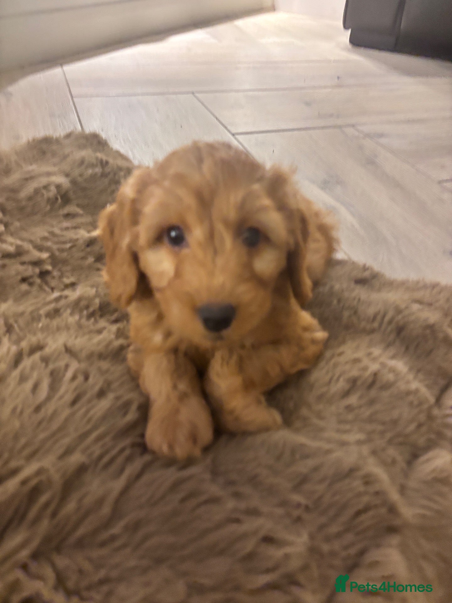 Labradoodle dogs 2 Stunning girls! Labradoodle F1b generation - Advert 1