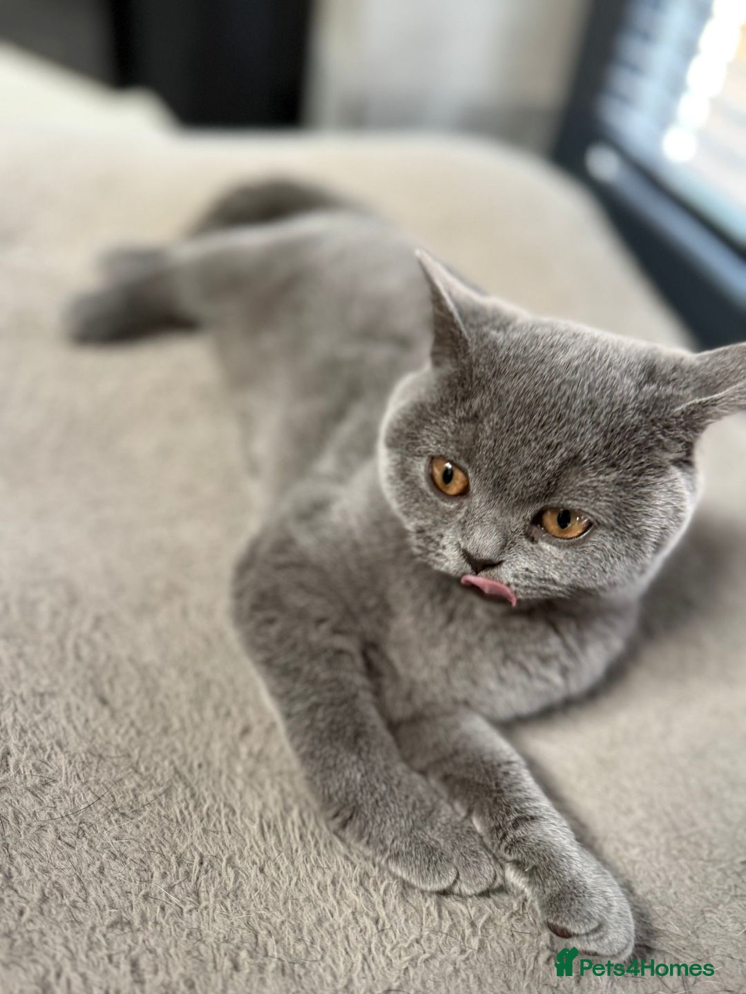 British Shorthair cats for sale: British Shorthair Girl - Image 5