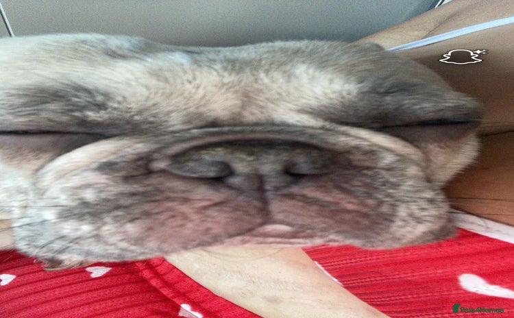French Bulldog dogs - Advert 1