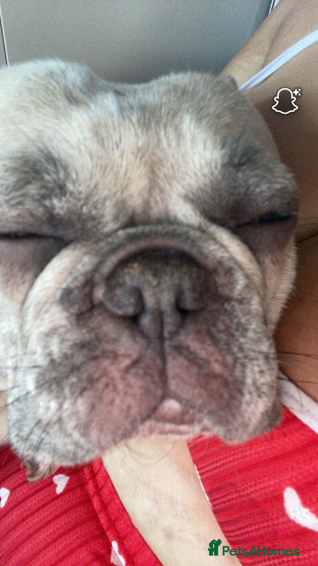 French Bulldog dogs for sale: French bulldog - Image 1