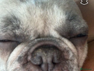 French Bulldog dogs - Advert 8