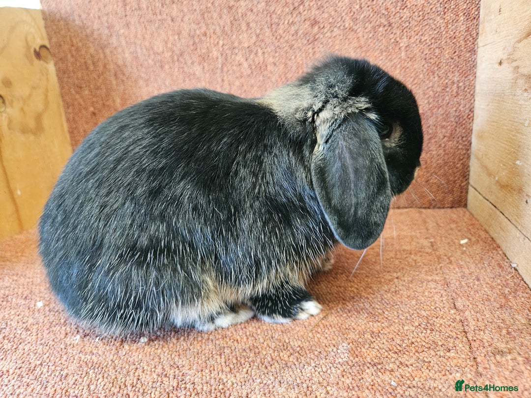 Mini Lop rabbits for sale: Pure mini lop small buck . Vaccinated  - Image 2