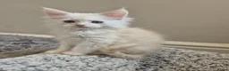 Maine Coon cats for sale: Maine Coon Kittens ready for there forever homes  - Advert 26