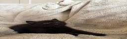 British Shorthair cats for sale: British Shorthair Teddy Bears 😻😻😻😻😻 - Advert 14