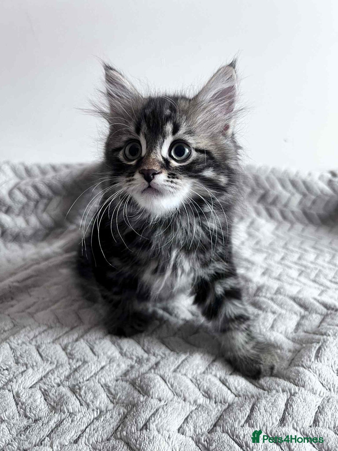 Siberian cats for sale: Beautiful purebred Siberian kittens-Hypoallergenic - Image 8