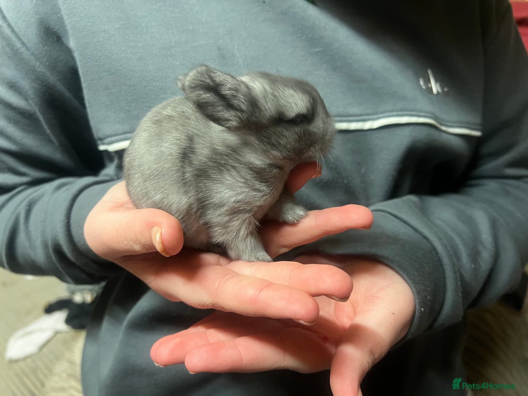 Lionhead rabbits for sale: Bouncing baby bunnies  - Advert 11