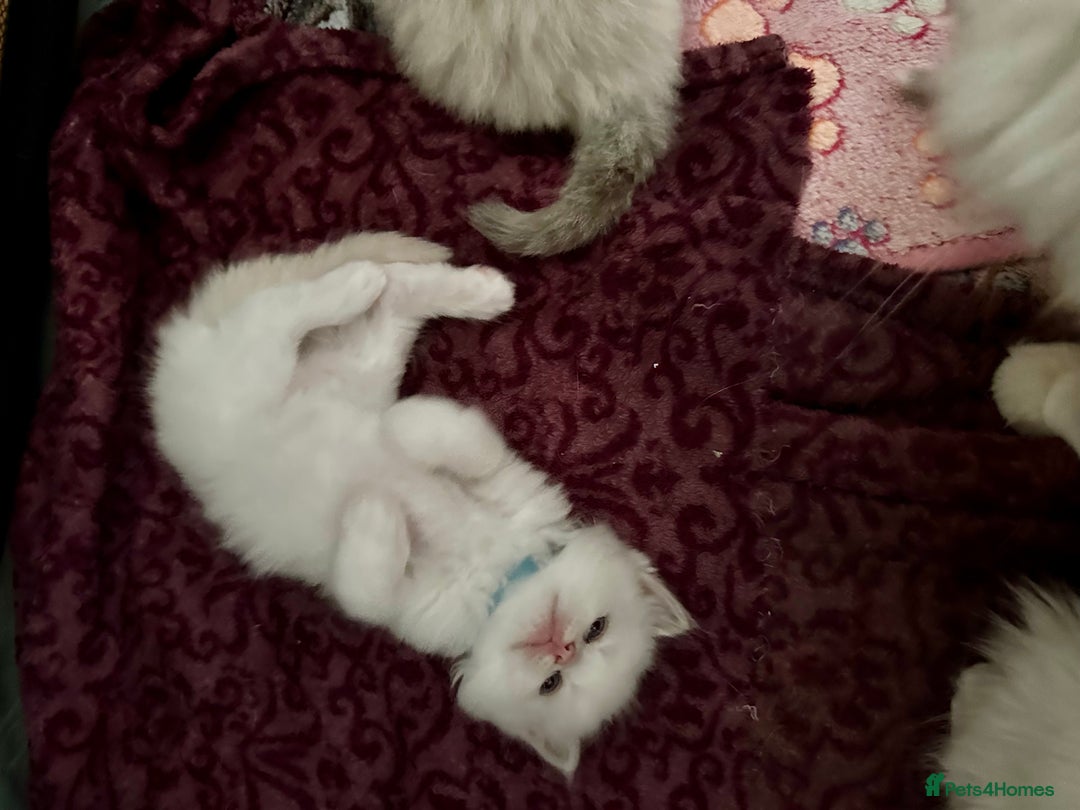 Ragdoll cats for sale: Gorgeous Litter of ragdolls ready 10/10/25 - Image 15