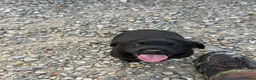 Labrador Retriever dogs for sale: Black Labrador puppies. in York - Advert 22