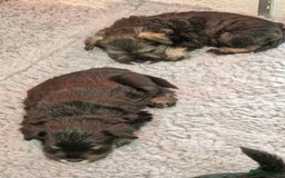 Miniature Schnauzer dogs for sale: KC mini Schnauzer  - Image 4