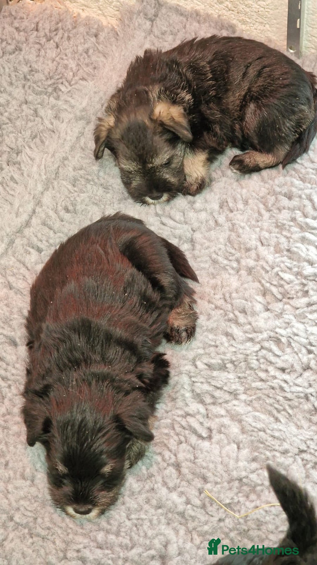 Miniature Schnauzer dogs for sale: KC mini Schnauzer  - Image 4