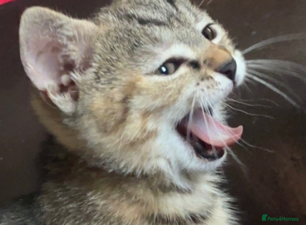 Domestic Shorthair cats Torbie and Tabby Babies - READY TO LEAVE TODAY - Advert 1