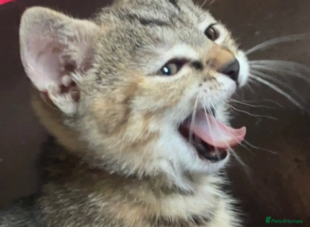 Domestic Shorthair cats for sale: Torbie and Tabby Babies - READY TO LEAVE TODAY - Advert 1