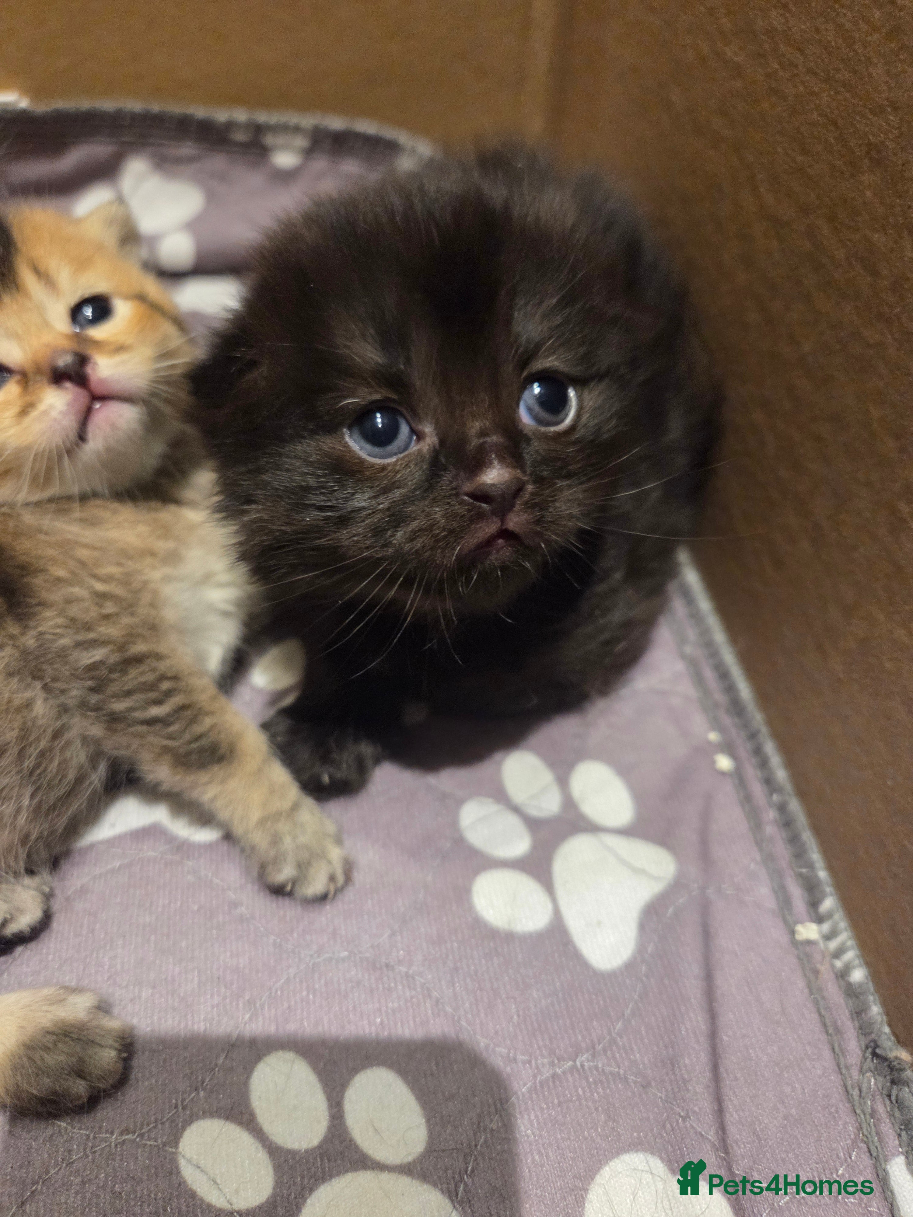 Scottish Fold cats Scottish Folds - Advert 16