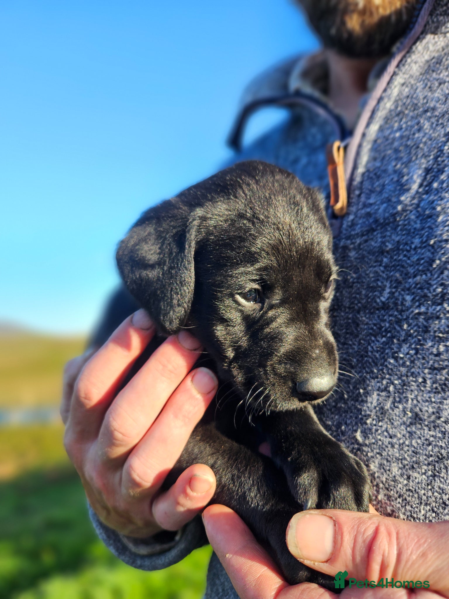Labrador Retriever dogs for sale: Black Male Labrador Puppies for sale Western Isles - Advert 9