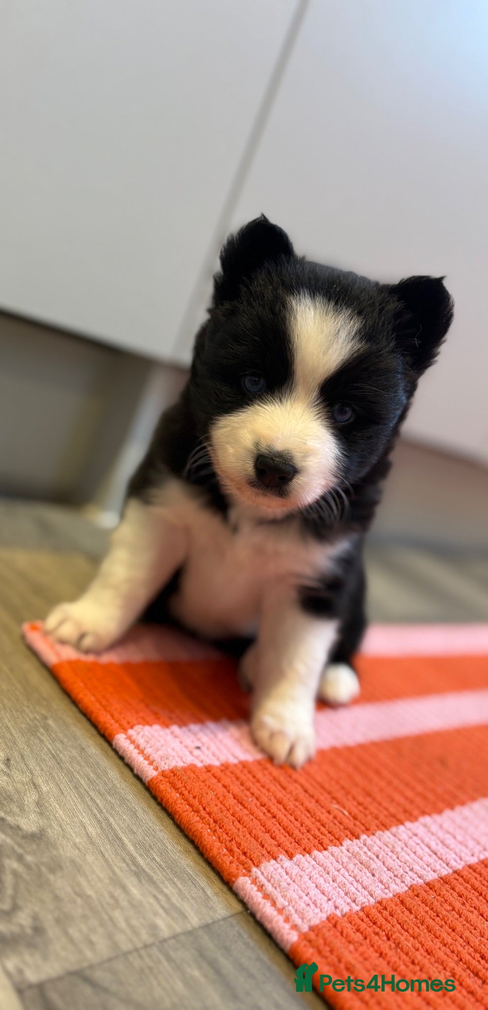 Pomsky dogs 🐾🐶Three Pomsky Babies🐾🐶 - Advert 8