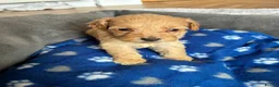 Cockapoo dogs for sale: Cockerpoo  - Advert 17