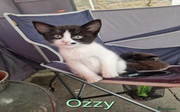 Maine Coon cats for sale: Maine Coon Cross  - Image 1
