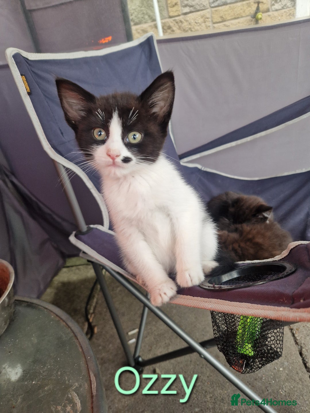 Maine Coon cats for sale: Maine Coon Cross  - Image 1