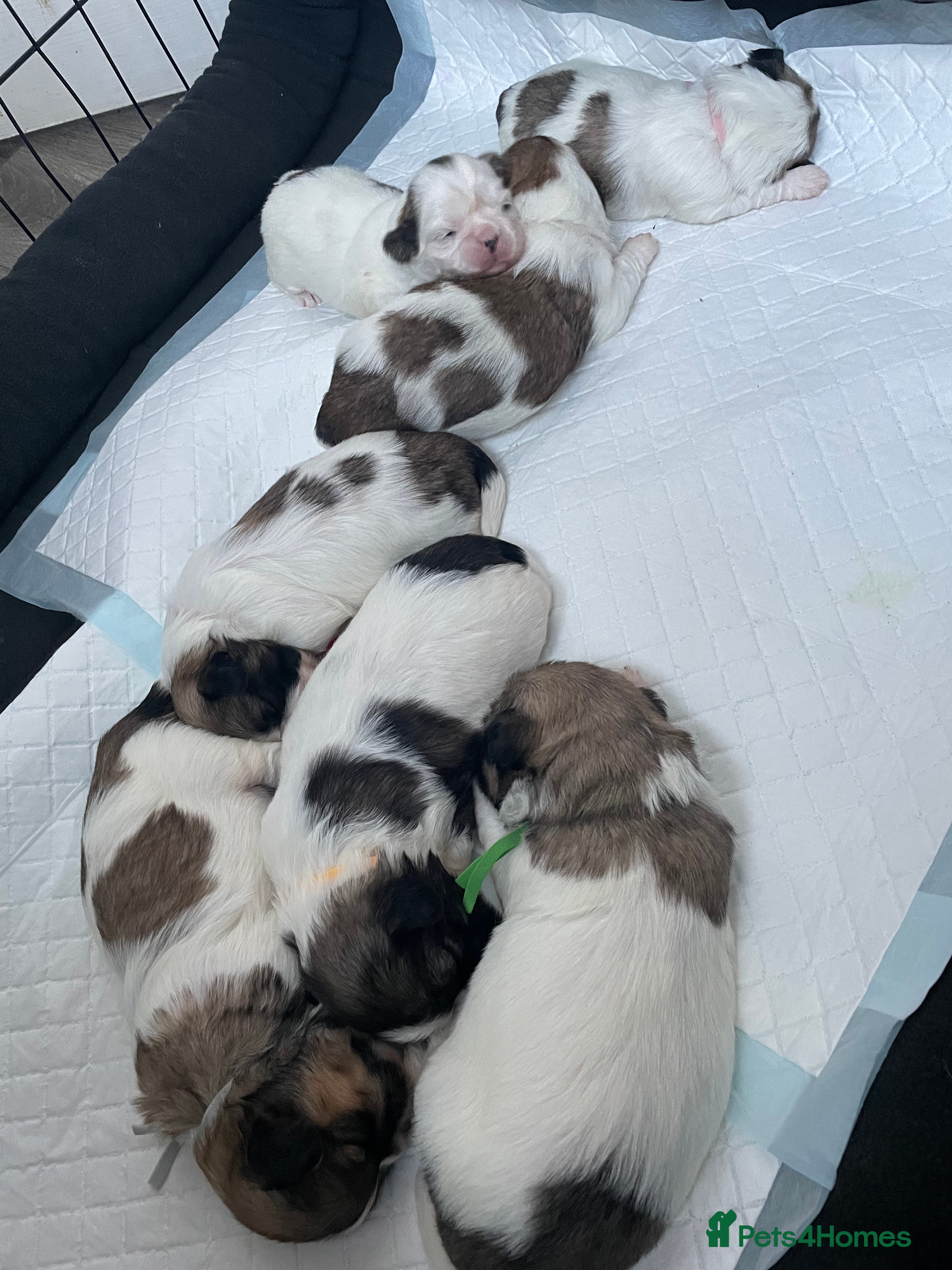 Shih Tzu dogs The Disney pups (Last 2 boys left) - Advert 13