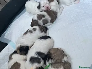 Shih Tzu dogs The Disney pups (Last 2 boys left) - Advert 13