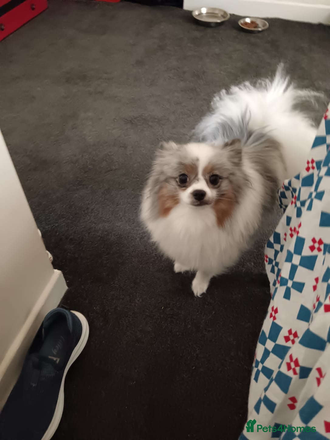 Pomeranian dogs Stunning pom girl - Advert 3
