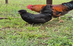 Chickens poultry for sale: POL Swedish Flower, Araucana & Game - Image 3