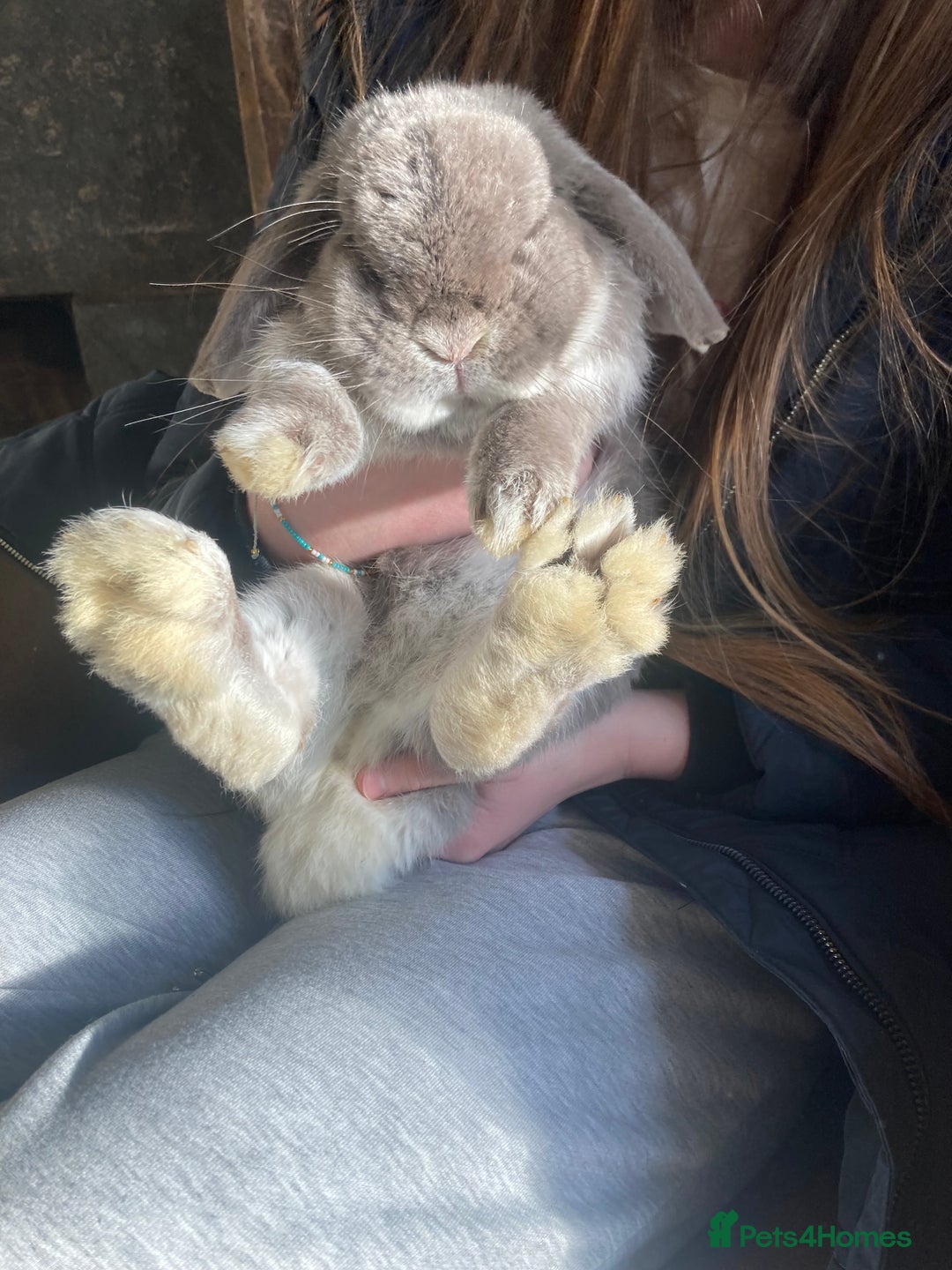 Mini Lop rabbits for sale: Grey mini lop bunny - Advert 3