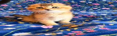 Scottish Fold Kitten 1