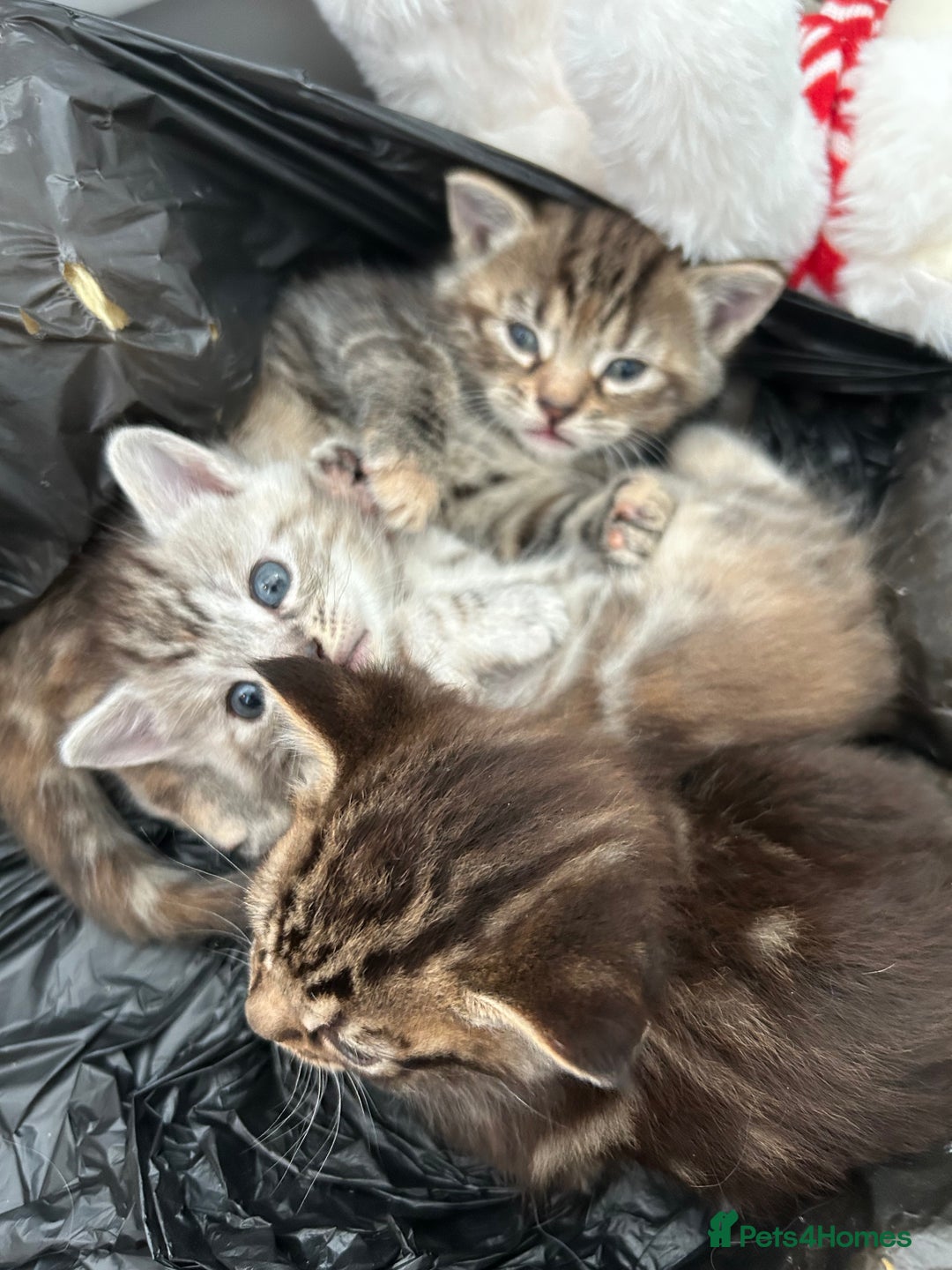 Mixed Breed cats for sale: Maine coon x kittens  - Image 4