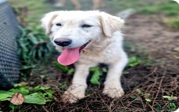 Mixed Breed dogs for adoption: MAGGIE - Advert 1