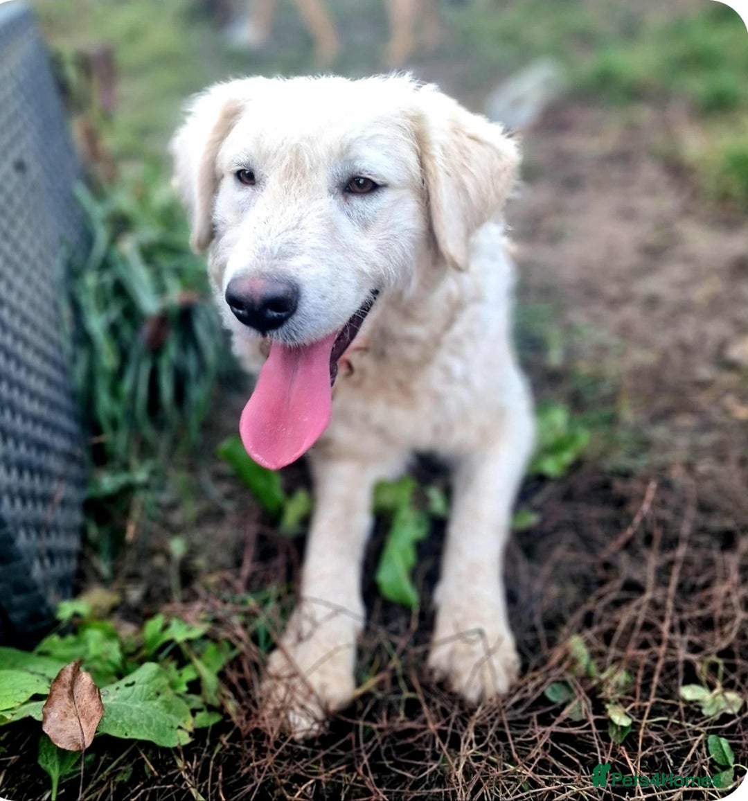 Mixed Breed dogs for adoption: MAGGIE - Advert 1