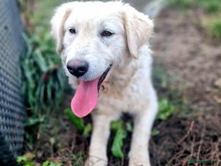 Mixed Breed dogs for adoption: MAGGIE - Advert 2