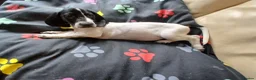 Mixed Breed dogs for sale: KC Basset Hound x KC German Shorthaired Pointer  - Advert 15
