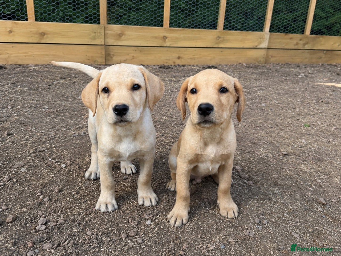 Labrador Retriever dogs 2 kc reg labrador boys - Advert 1