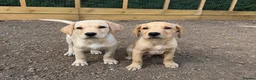 Labrador Retriever dogs for sale: 2 kc reg labrador boys - Advert 1