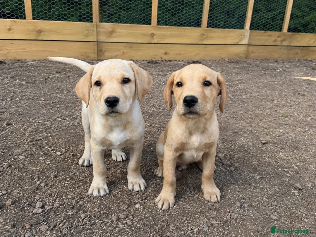 Labrador Retriever dogs for sale: 2 kc reg labrador boys - Advert 1