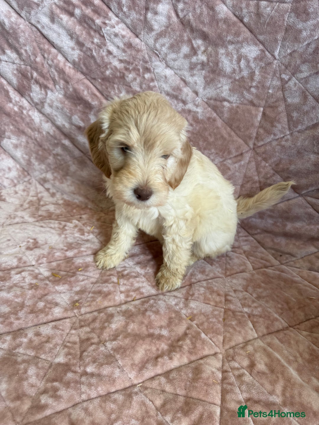 Mixed Breed dogs for sale: Stunning Labradoodles  - Image 5