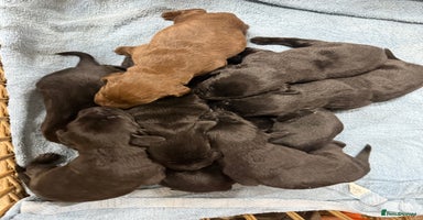 Labrador Retriever dogs - Advert 11