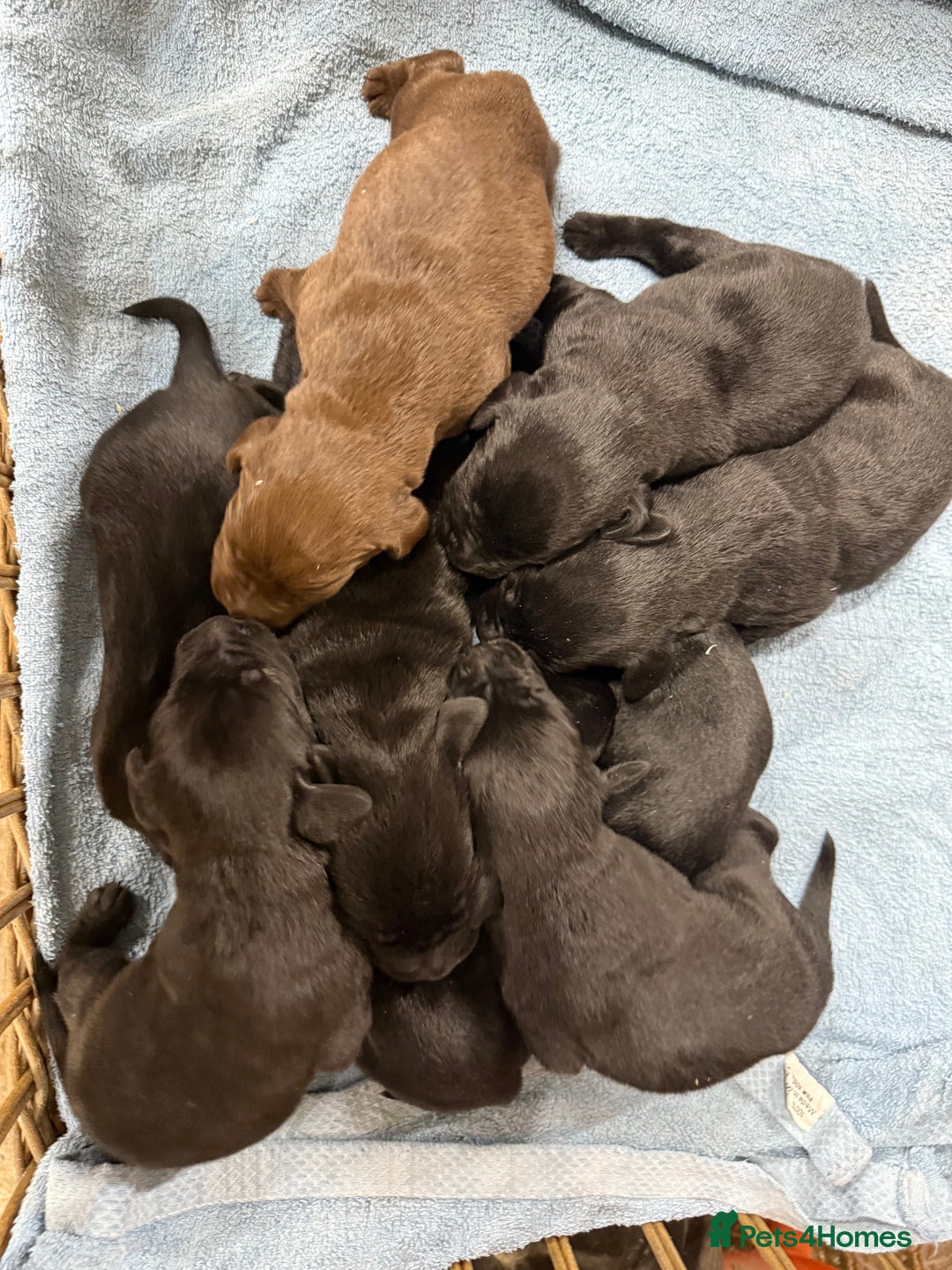 Labrador Retriever dogs for sale: Stunning Labrador Puppies - Image 3