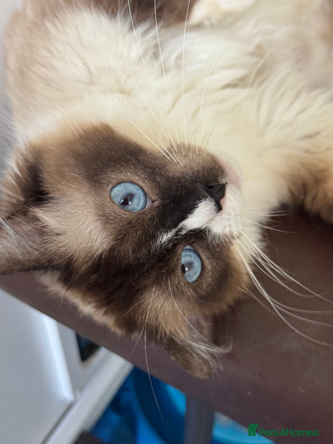 Ragdoll cats for sale: Champion Sired GCCF Registered Ragdoll Kittens - Image 13