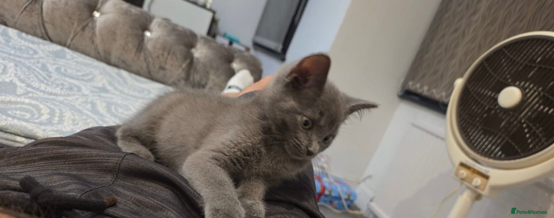 Russian Blue cats for sale: Russsin blue kitten  - Image 3