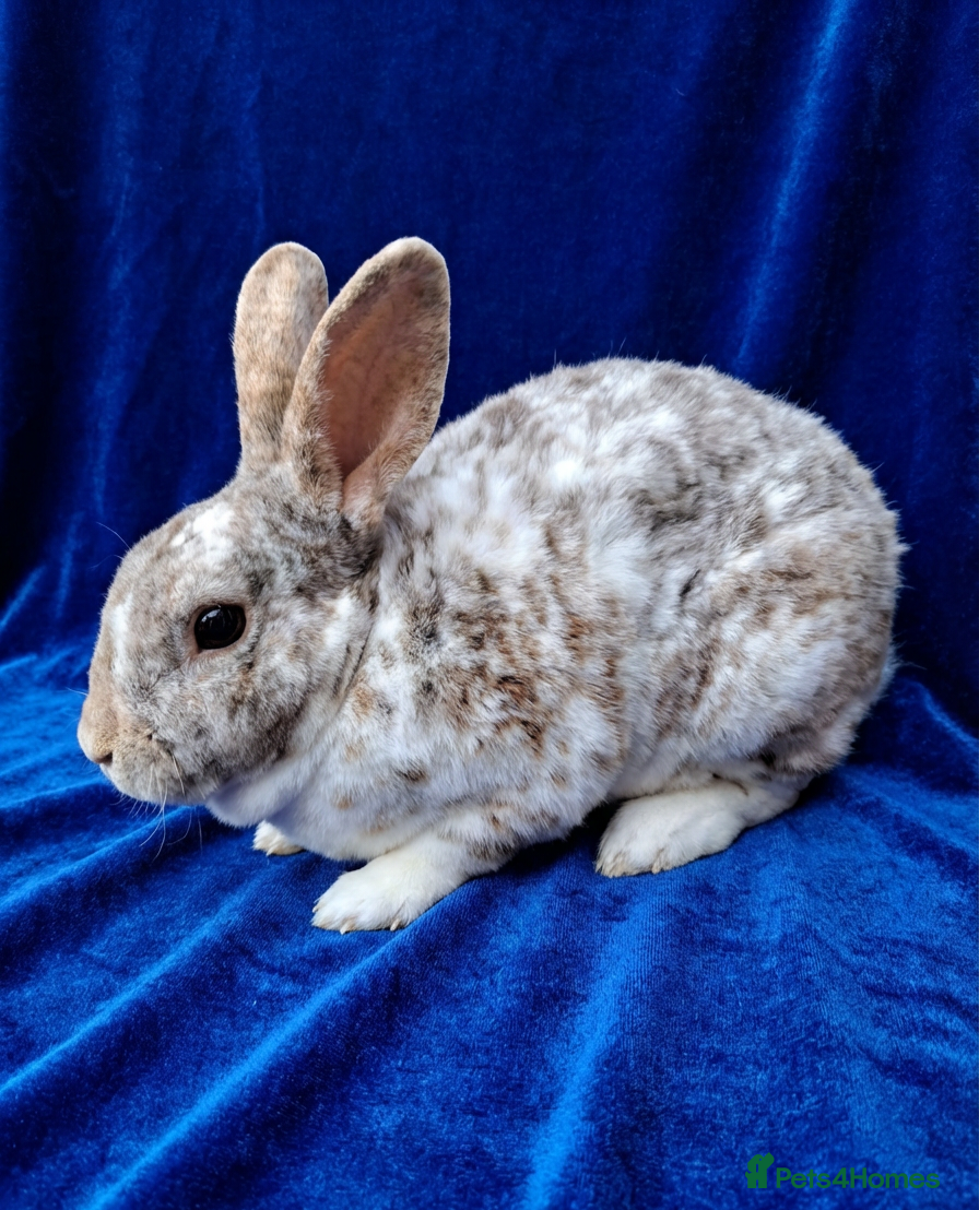 Rex rabbits Rex rabbits ready to reserve - Advert 1