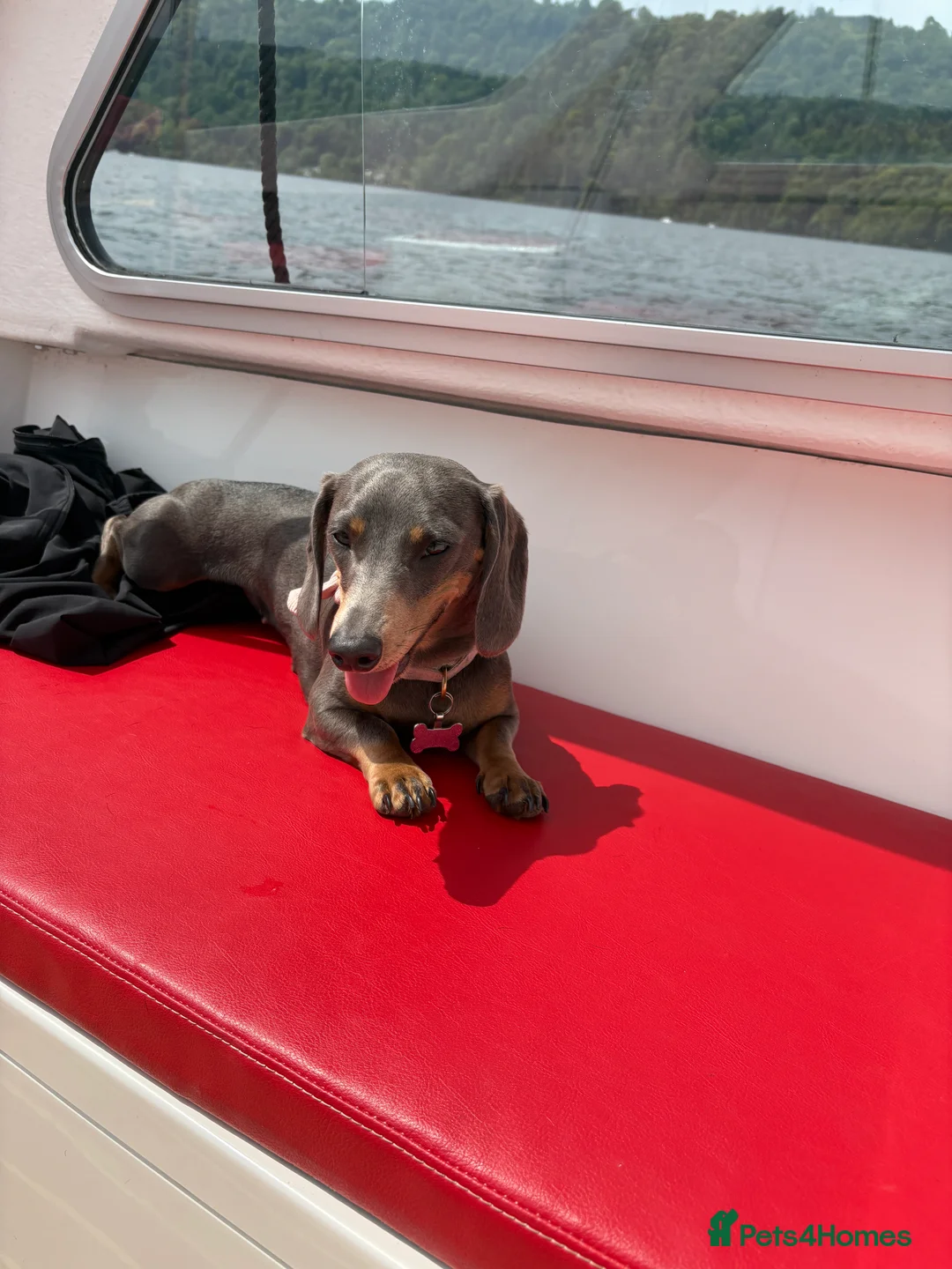 Miniature Dachshund dogs for sale: Rehoming  - Advert 4