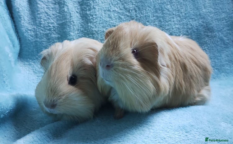 Guinea Pig rodents - Advert 13