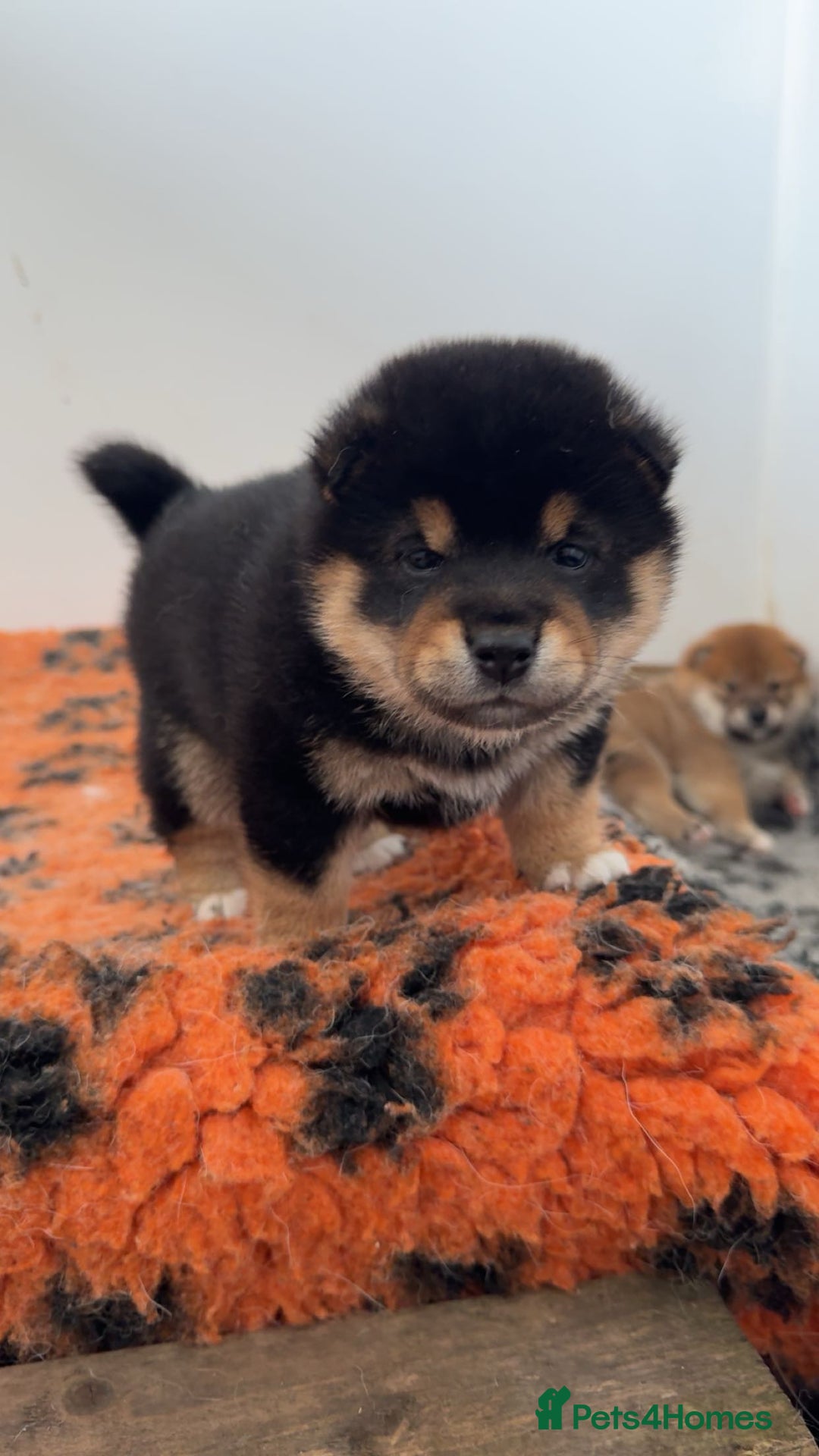 Japanese Shiba Inu dogs for sale: Shiba Inu Boy – Champion Crufts JP Heritage - Image 3